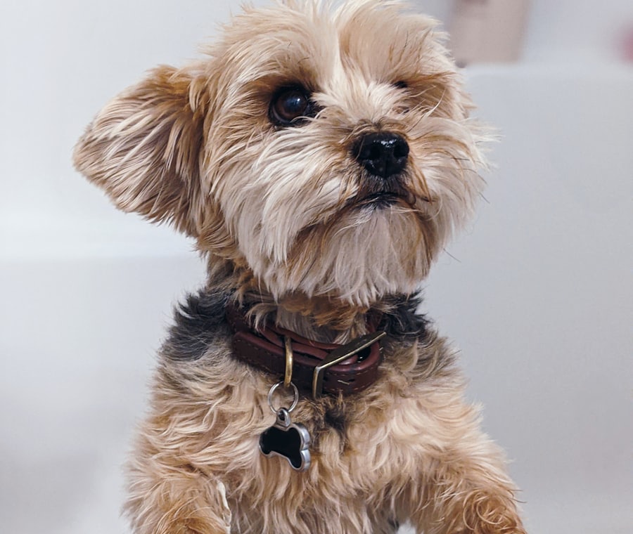 Cachorro de pelo claro olhando para cima, com coleira e plaquinha em forma de patinha