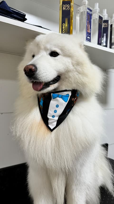Cachorro branco de pelo comprido com gravata de festa, na mesa de tosa