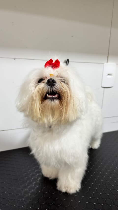 Shih tzu branco com laço vermelho, recém-tosado