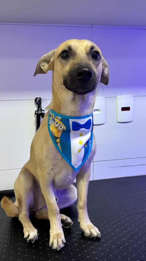 Cachorro caramelo com bandana azul, sentado