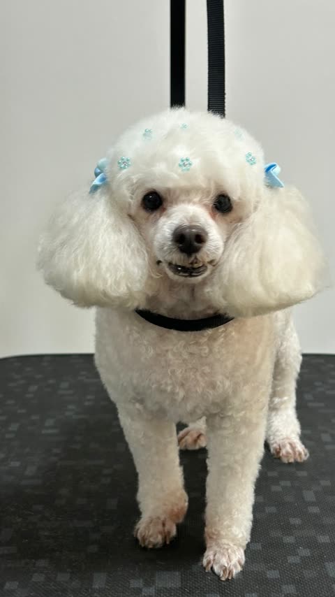Poodle branco com laços azuis no topete