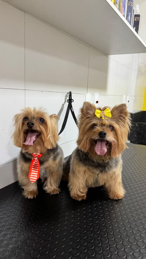 Dois yorkshires lado a lado, um de gravata e outro de laço