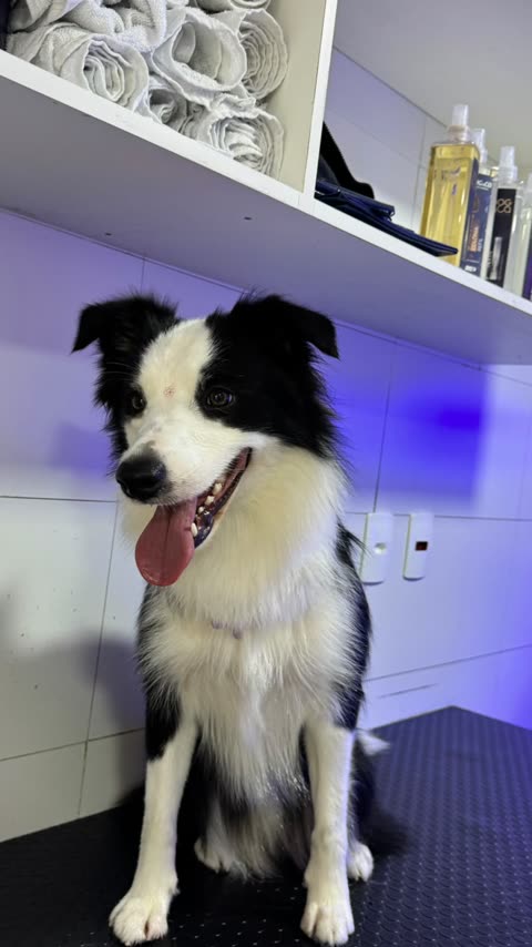 Border collie preto e branco sorrindo para a câmera