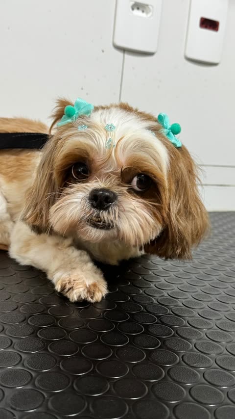 Shih tzu deitado, com laços verdes no pelo da cabeça