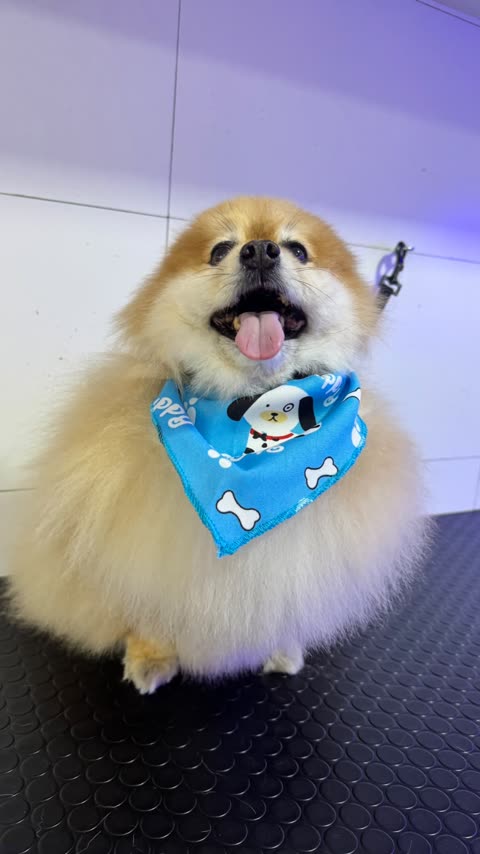 Lulu da pomerânia com bandana azul de ossinhos