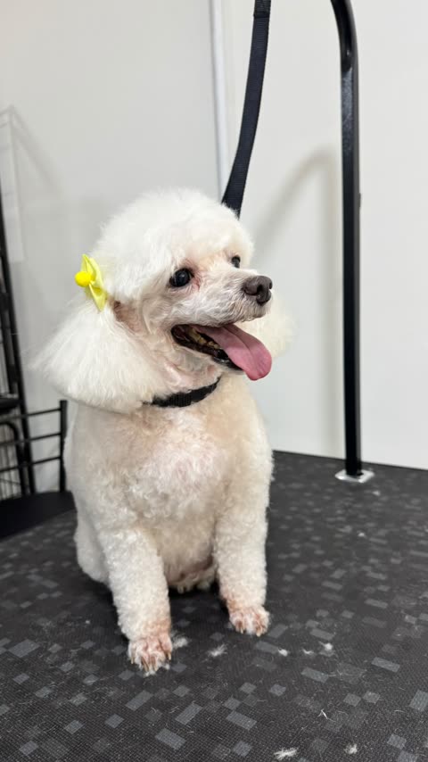 Poodle branco com laço amarelo, recém-tosado