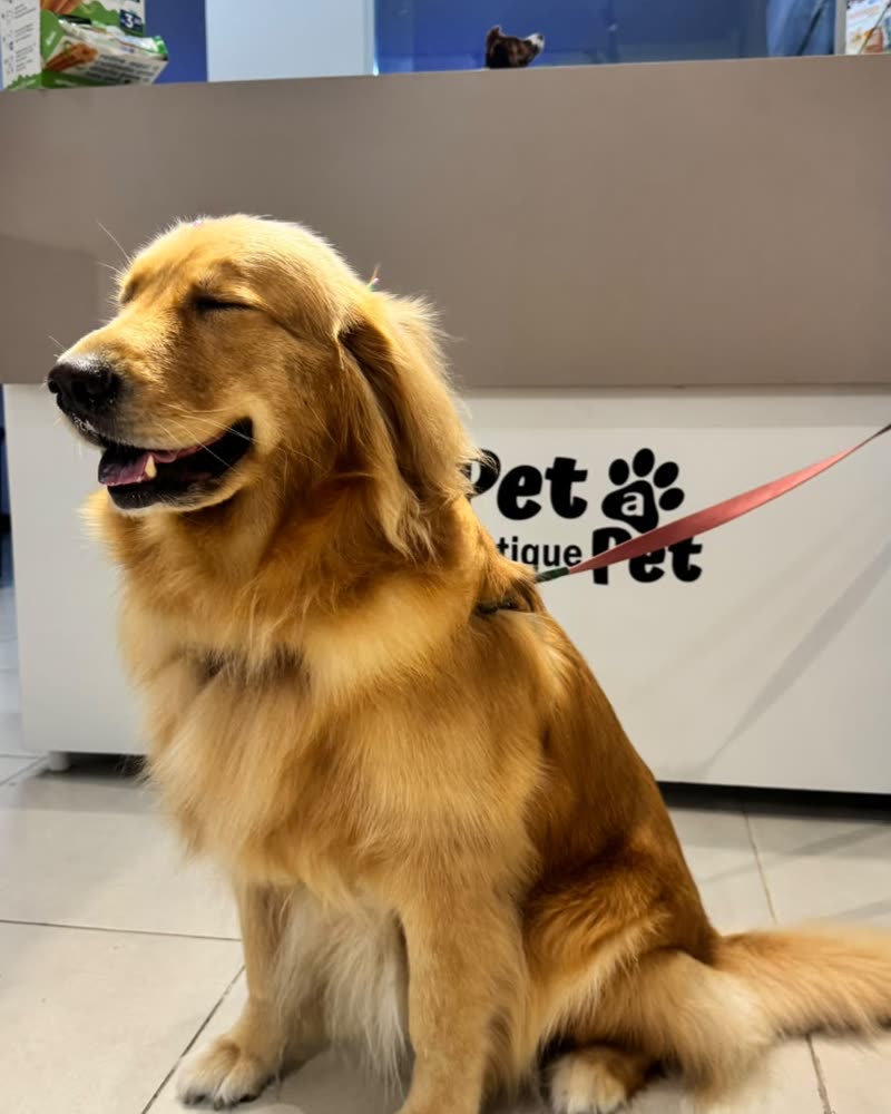 Golden retriever sentado na frente da parede com a logo da Pet a Pet