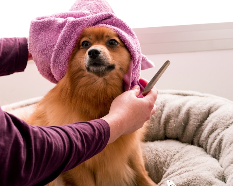 Cachorro enrolado na toalha sendo escovado depois do banho