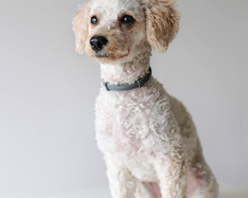 Cachorro de pelo curto e aparado depois da tosa na máquina