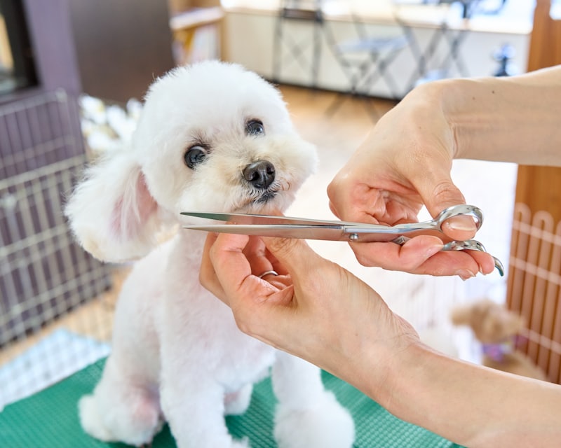 Tosador aparando o pelo do rosto de um cachorro com tesoura
